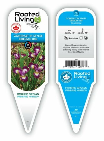 Iris sib. - 'Contrast in Style' Siberian Iris [Pu/Yl/Wh] 1 gal outdoor