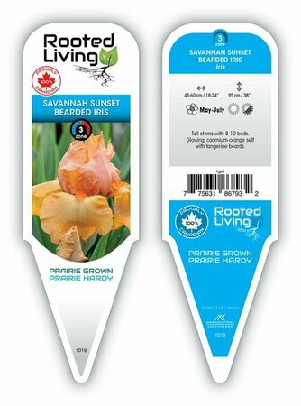 Iris germ. - 'Savannah Sunset' Bearded Iris [Or] 1 gal outdoor