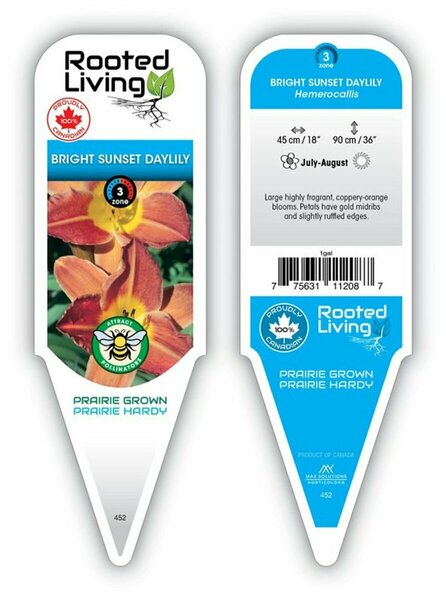 Hemerocallis - 'Bright Sunset' Daylily [Or] 1 gal outdoor