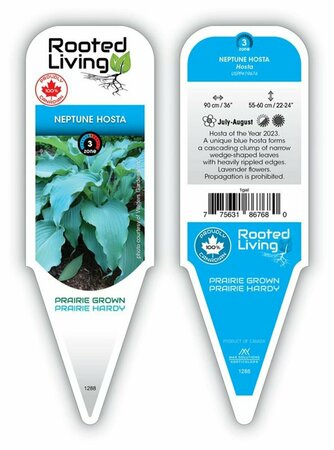 Hosta - 'Neptune' [Bl]  1 gal outdoor