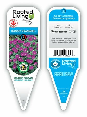 Geranium sang. - Bloody Cranesbill 1 gal outdoor