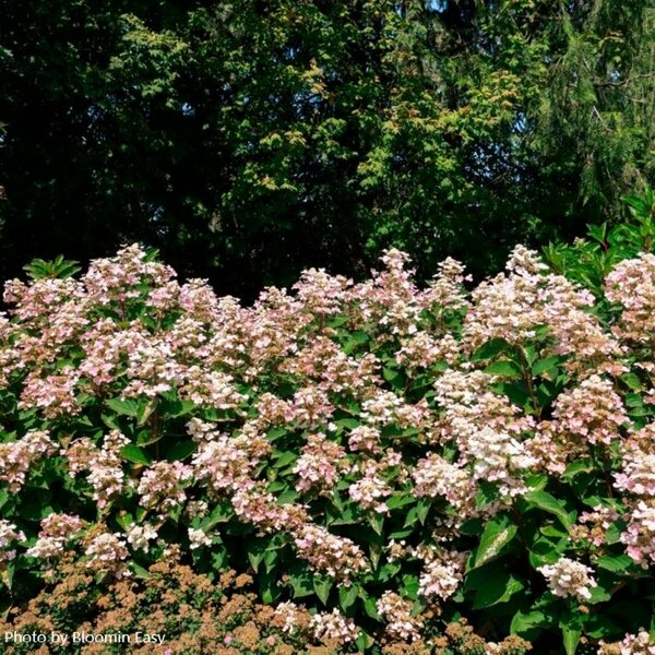 Hydrangea pan. - 'Torch'™ (BE) 2 gal BE - image 3