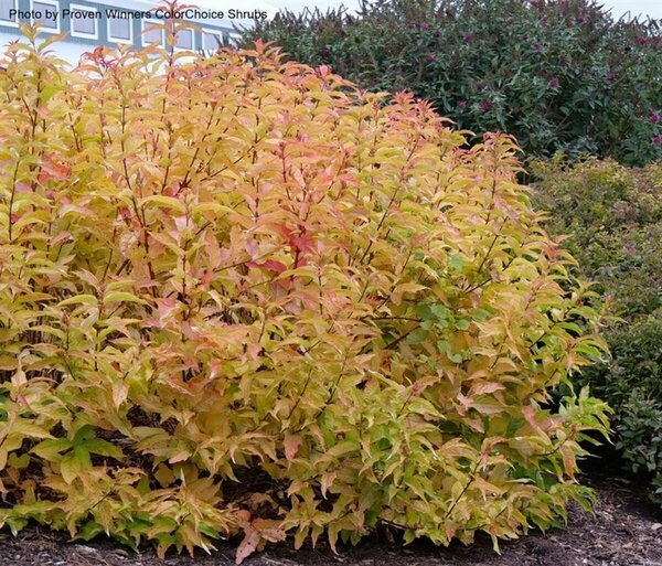 Diervilla - 'Kodiak Orange'® Bush Honeysuckle (PW) 2 gal PW