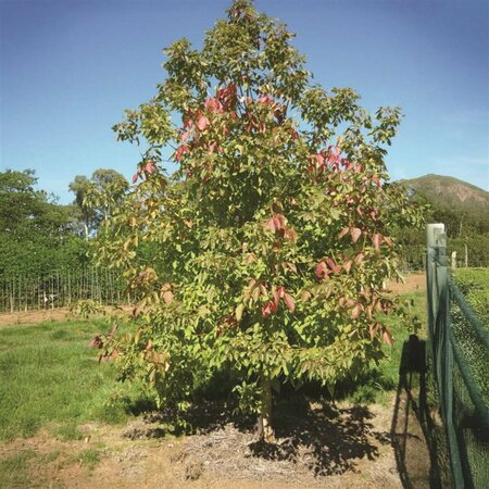 Acer negundo - 'Sensation' Manitoba Maple / Boxelder 15 gal - image 2