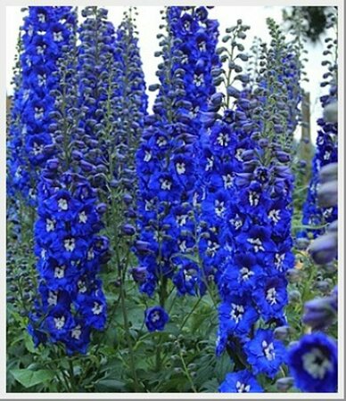 Delphinium - 'Cobalt Dreams' Larkspur 1 gal