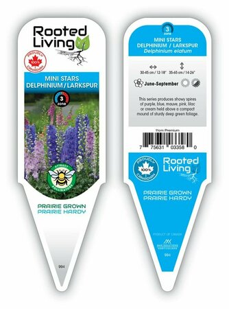 Delphinum - New Zealand 'Mini Stars' Larkspur 11 cm Prem (4.5")
