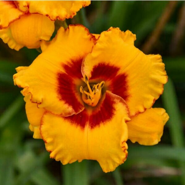 Hemerocallis - 'Pooh Bear' Daylily 1 gal