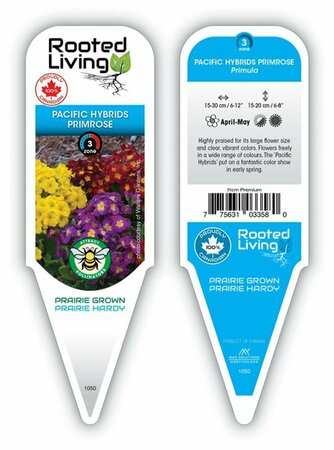 Primula - 'Pacific Hybrids' Primrose 11 cm Prem (4.5")