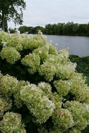 Hydrangea pan. - 'Puffer Fish'® (PW) 2 gal PW - image 2