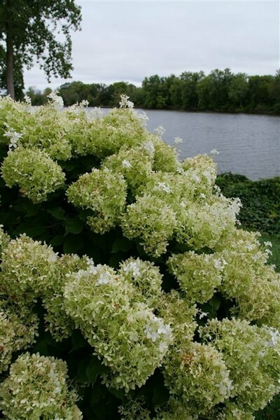 Hydrangea pan. - 'Puffer Fish'® (PW) 2 gal PW - image 2