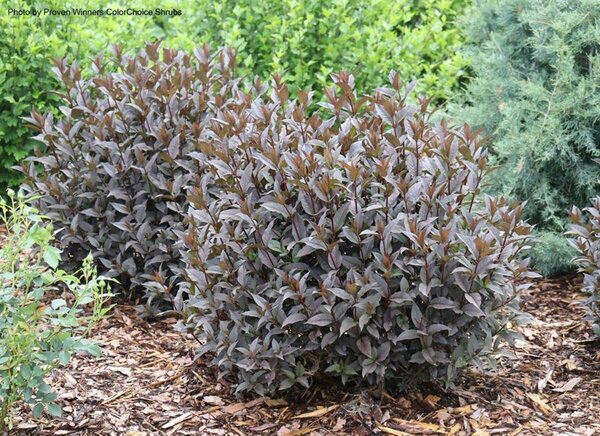 Diervilla - 'Kodiak® Jet Black' (PW) 2 gal PW