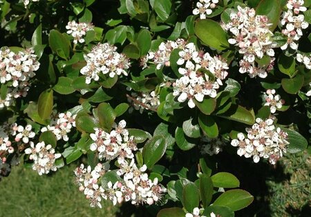 Aronia melano - 'Low Scape Mound'® Chokeberry (PW) 2 gal PW - image 2