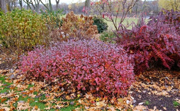 Aronia melano - 'Low Scape Mound'® Chokeberry (PW) 2 gal PW - image 3