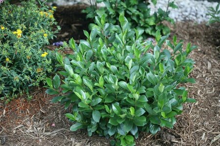 Aronia melano - 'Low Scape Mound'® Chokeberry (PW) 2 gal PW - image 1