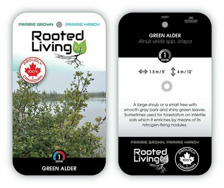 Alnus viridis crispa Green Alder 2 gal