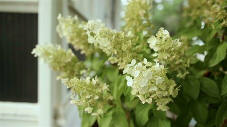 Hydrangea pan. - 'Pinky Winky'® (PW) 5 gal std