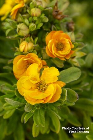 Potentilla - 'Marmalade'® (FE) 2 gal FE - image 1