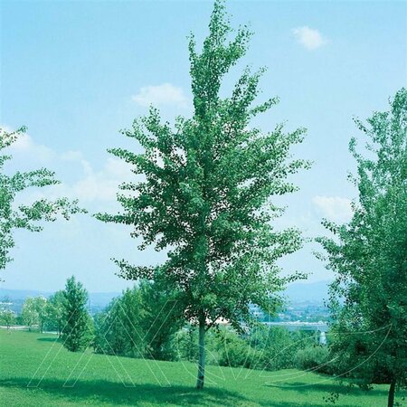 Populus tremuloides - Quaking / Trembling Aspen [native] 2 gal - image 1