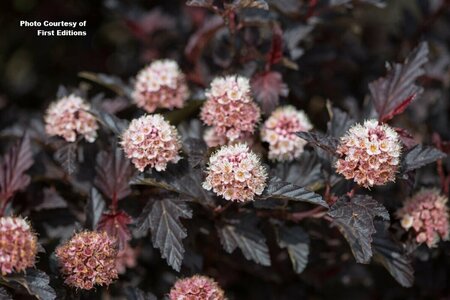 Physocarpus - 'Fireside'® Ninebark (FE) 1 1/2gal FE - image 3