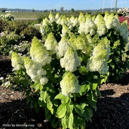 Hydrangea pan. - 'Moonrock'® (BE) 1 1/2gal 8" BE - image 3