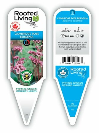 Bergenia cordifolia - Cambridge Rose / Heartleaf 1 gal outdoor