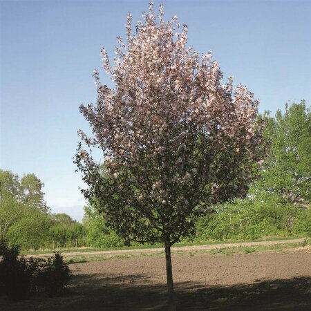 Malus - 'Courageous' Flowering Crab DurLawrence  (FE) 7 gal - image 1