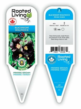 Alcea rosea - 'Blacknight' Hollyhock 1 gal