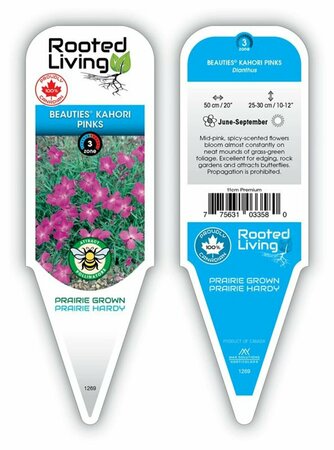 Dianthus - Beauties™ 'Kahori' 11 cm Prem (4.5")