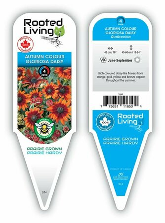 Rudbeckia hirta - 'Autumn Colors' Gloriosa Daisy 11 cm Prem (4.5")