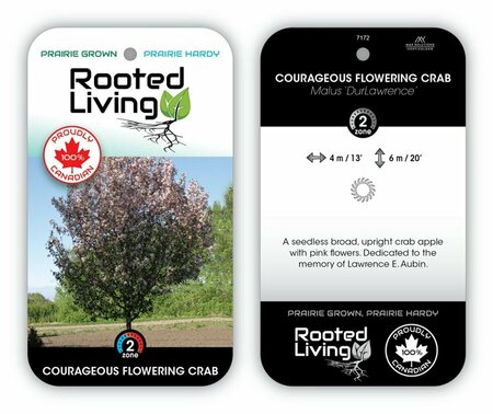 Malus - 'Courageous' Flowering Crab DurLawrence  (FE) 10 gal - image 2