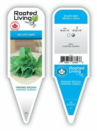 Mentha villosa - 'Mojito' Mint 9 cm (3.5")