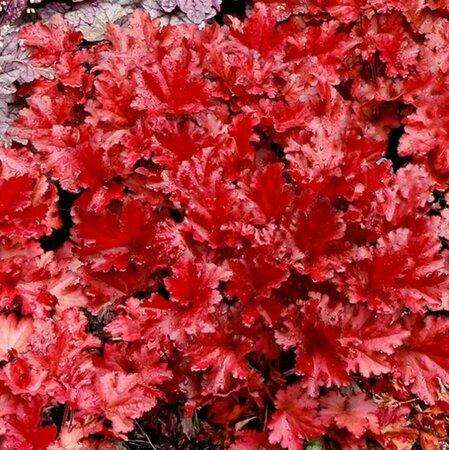 Heuchera - Forever™ Red Coral Bells 1 gal