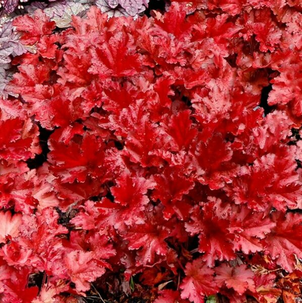 Heuchera - Forever™ Red Coral Bells 1 gal
