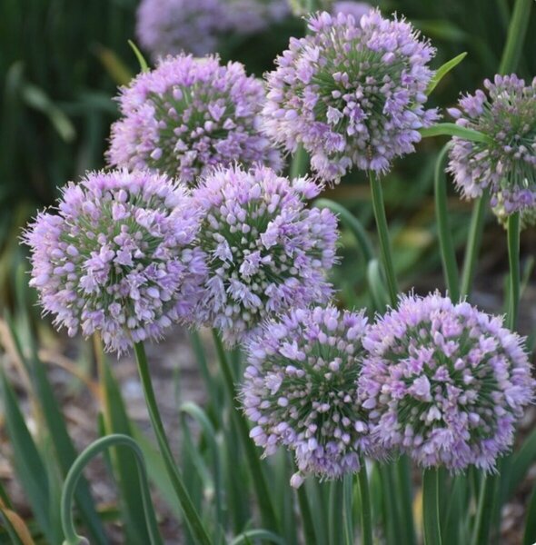 Allium - 'Bubble Bath' Ornamental Onion 1 gal
