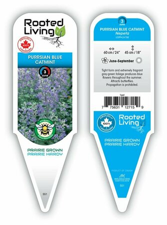 Nepeta faas. - 'Purrsian Blue' Catmint 1 gal