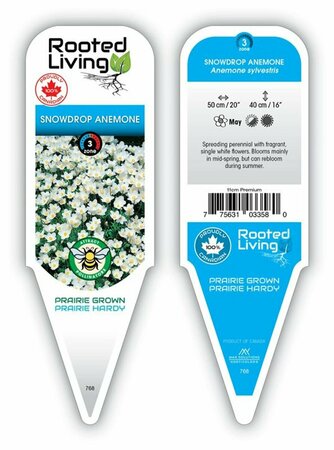 Anemone syl. - 'Snowdrop' Windflower 11 cm Prem (4.5")