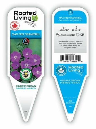 Geranium sang. - 'Max Frei' Cranesbill 11 cm Prem (4.5")
