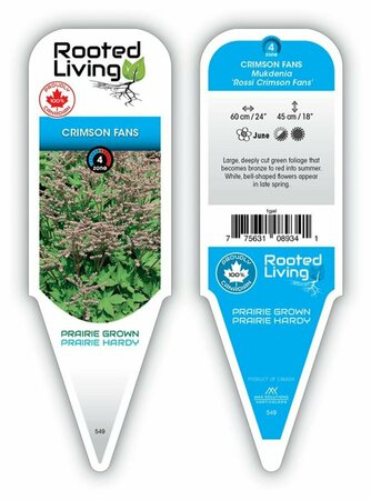 Mukdenia rossii 'Crimson Fans' 1 gal