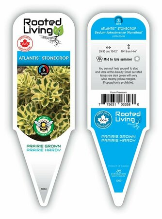 Sedum takesimense - 'Atlantis'™ Stonecrop 11 cm Prem (4.5") - image 1
