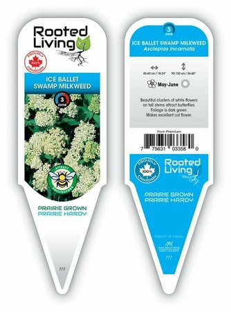 Asclepias incarnata - 'Ice Ballet' Milkweed 11 cm Prem (4.5")