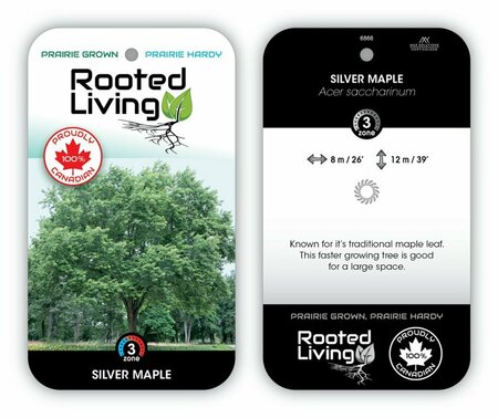 Acer saccharinum - Silver Maple 20 gal - image 2