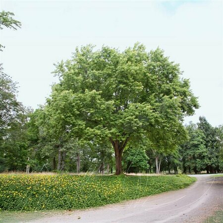 Acer saccharinum - Silver Maple 20 gal - image 1