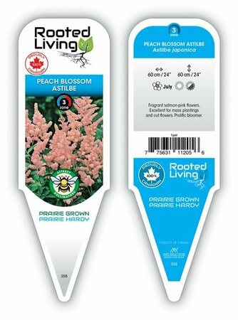 Astilbe - 'Peach Blossom' 1 gal