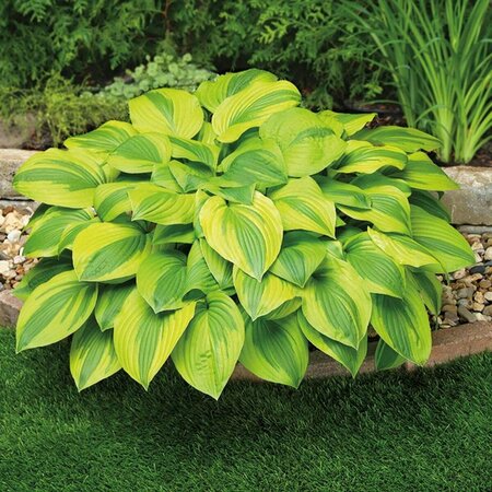 Hosta - 'Velvet Moon' [Gr/Gld] 1 gal