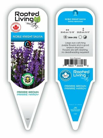 Salvia nem. - 'Noble Knight' Sage 11 cm Prem (4.5")