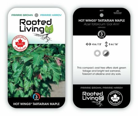 Acer tataricum GarAnn - 'Hot Wings' Tatarian Maple 65mm BB 2.50"