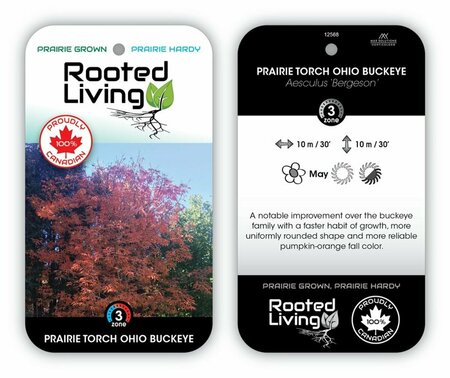 Aesculus x 'Bergeson' - 'Prairie Torch' Ohio Buckeye 80mm BB 3.00"