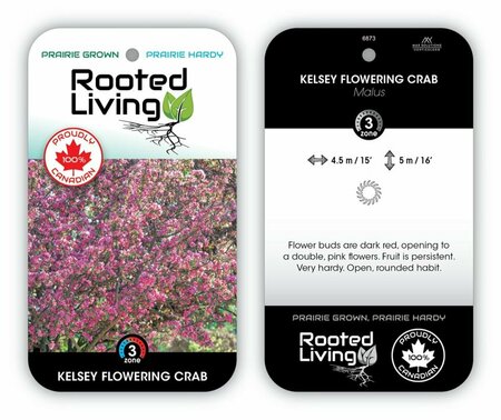 Malus - 'Kelsey' Flowering Crab 65mm BB 2.50"