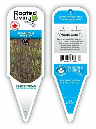 Andropogon gerardii - 'Blackhawk' Blue Stem Grass 11 cm Prem (4.5")