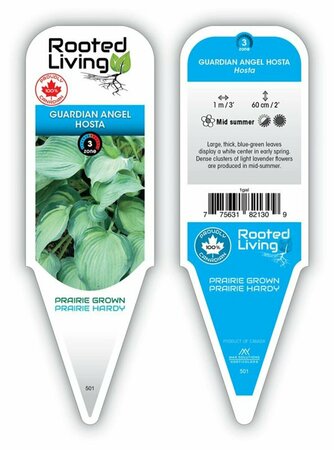 Hosta - 'Guardian Angel' [Bl/Gr/Wh] 1 gal